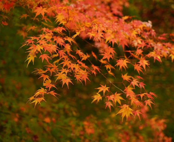 Lönnträd på hösten i trädgården — Stockfoto