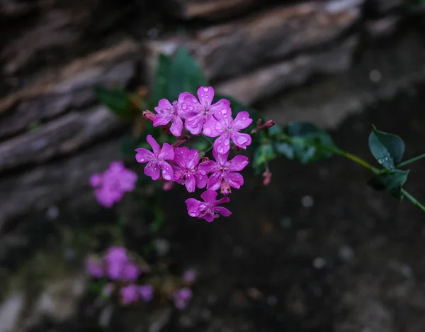 Flores pequeñas que florecen en el jardín de primavera — Foto de Stock