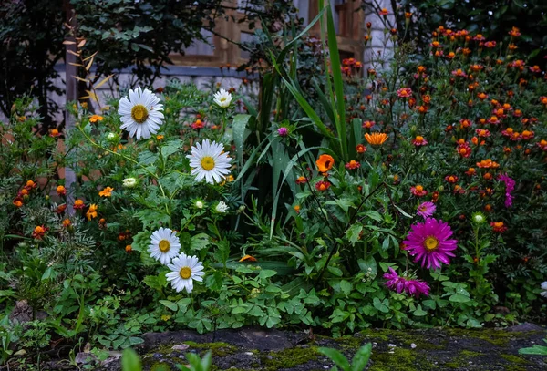 Flores pequenas florescendo no jardim de primavera — Fotografia de Stock