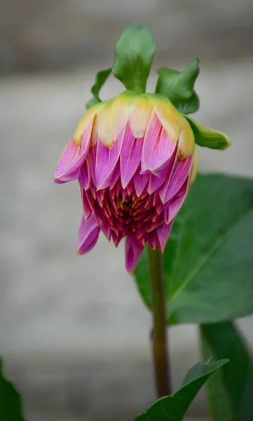 Gros plan sur la fleur de dahlia au jardin — Photo