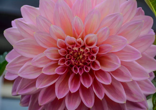 Gros plan sur la fleur de dahlia au jardin — Photo