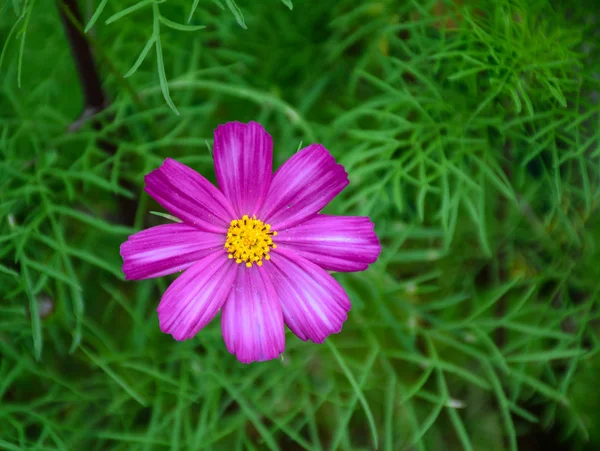 Flor de cosmos púrpura floreciendo en el jardín — Foto de Stock