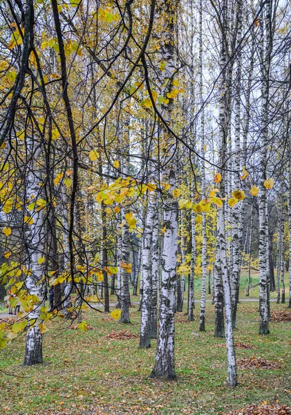 サンクトペテルブルクの秋の風景, ロシア — ストック写真