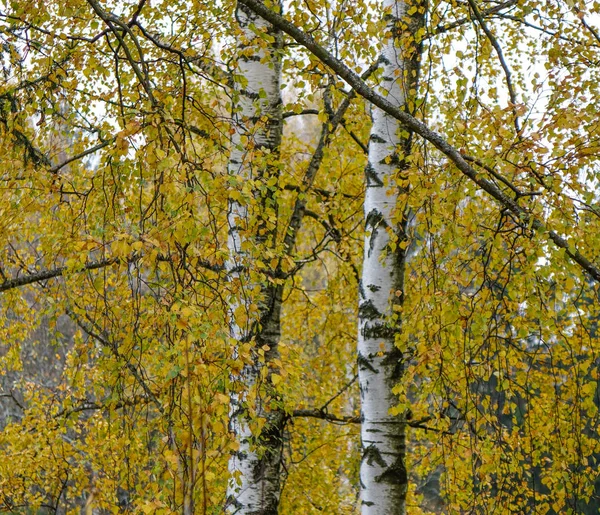 Paisagem de outono de São Petersburgo, Rússia — Fotografia de Stock