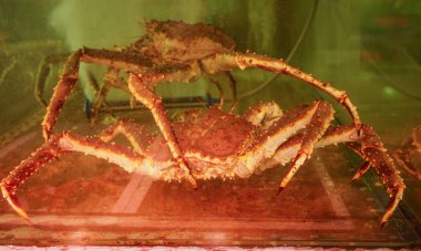 Hokkaido, Japonya'daki Asaichi Pazarı'nda kral yengeçler