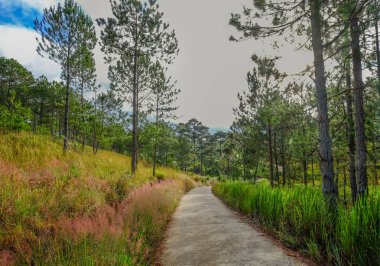 Yaz günü çam ağacı ormanı 