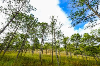 Yaz günü çam ağacı ormanı 