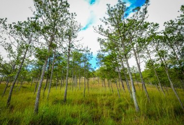 Yaz günü çam ağacı ormanı 