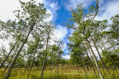 Yaz günü çam ağacı ormanı 