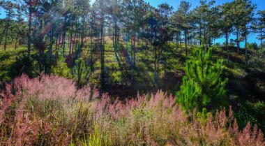 Dalat, Vietnam'daki ormanda pembe çimenler 