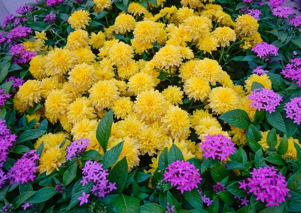 Blumen blühen im botanischen Garten — Stockfoto