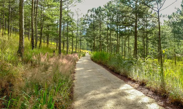 Forêt de pins le jour de l'été — Photo