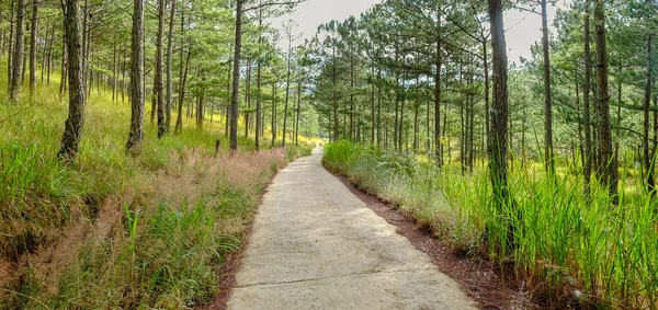 Forêt de pins le jour de l'été — Photo