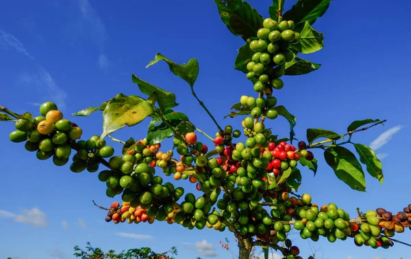 Kávové stromy a plody na plantáži — Stock fotografie