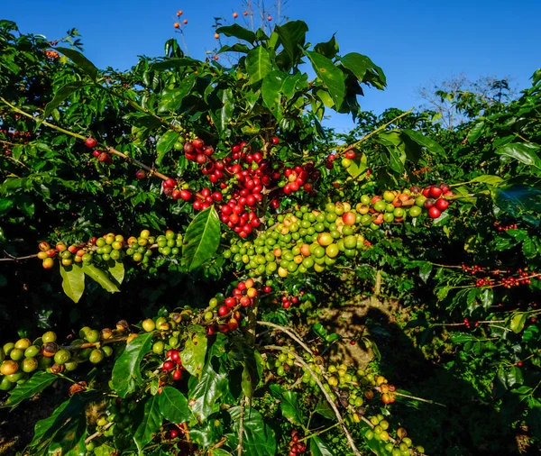 Kávové stromy a plody na plantáži — Stock fotografie