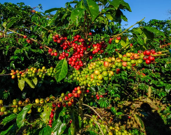 Cafeteras y frutas en plantación —  Fotos de Stock