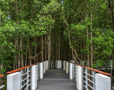 Mangrov ormanının yürüyüş yolu