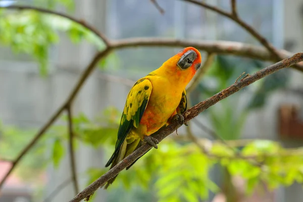 Colorful parrots at botanic garden