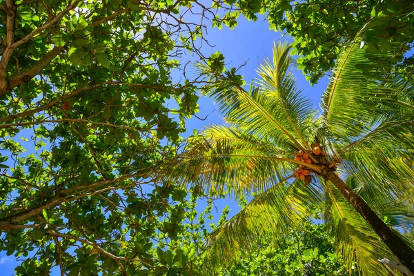 Cocotiers avec des fruits sous le ciel bleu — Photo