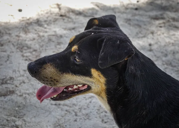 Un perro relajándose en la playa de arena — Foto de Stock