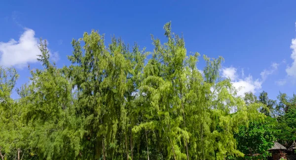 Tengeri tölgyfa (Casuarina equisetifolia) — Stock Fotó