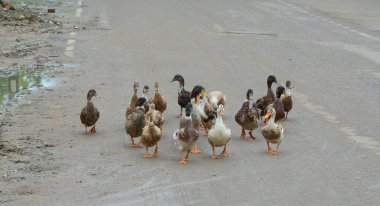 Ördekler yolda yürüyor 