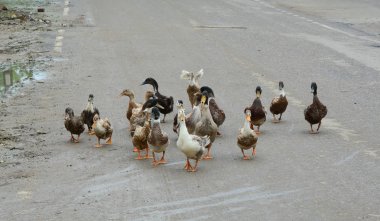Ördekler yolda yürüyor 