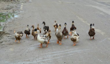 Ördekler yolda yürüyor 