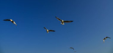 Mavi gökyüzünde uçan martı 