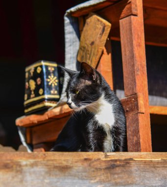 Kırsal evde bir kedi 