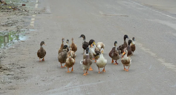 Canards marchant sur la route — Photo