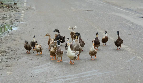 Patos andando na estrada — Fotografia de Stock