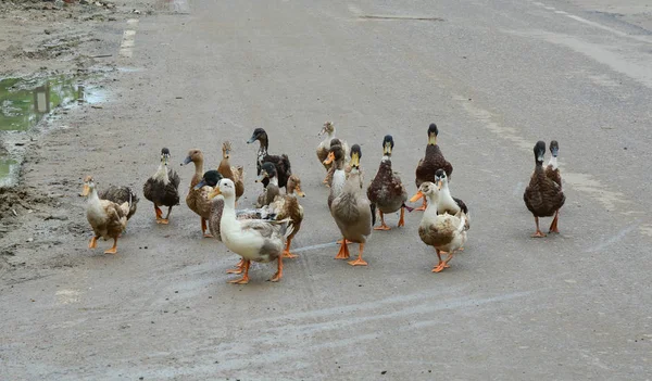 Canards marchant sur la route — Photo