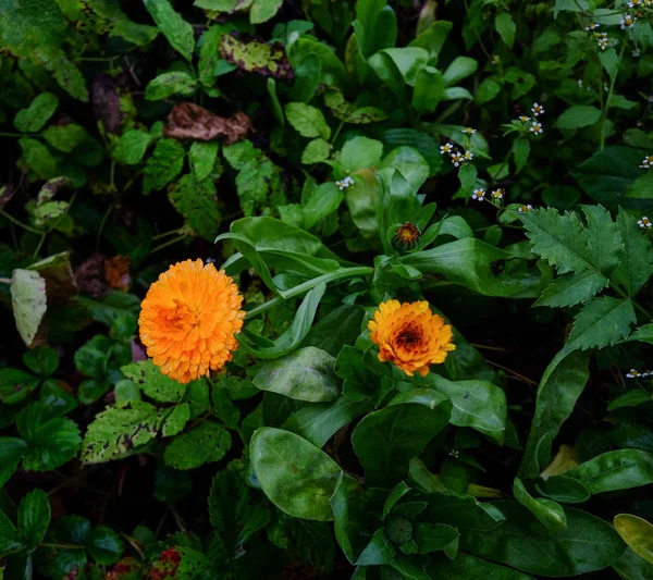 Flores de margarida selvagens no jardim em tempo de primavera — Fotografia de Stock