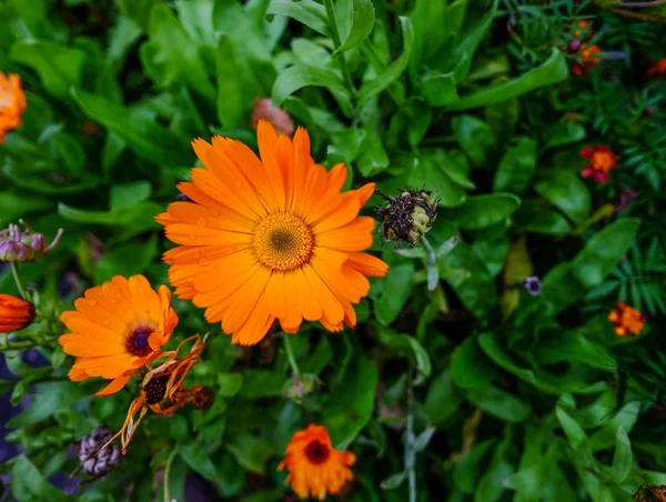Άγρια μαργαρίτα λουλούδια στον κήπο την άνοιξη — Φωτογραφία Αρχείου