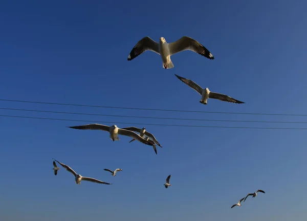 Gaivota voando no céu azul — Fotografia de Stock