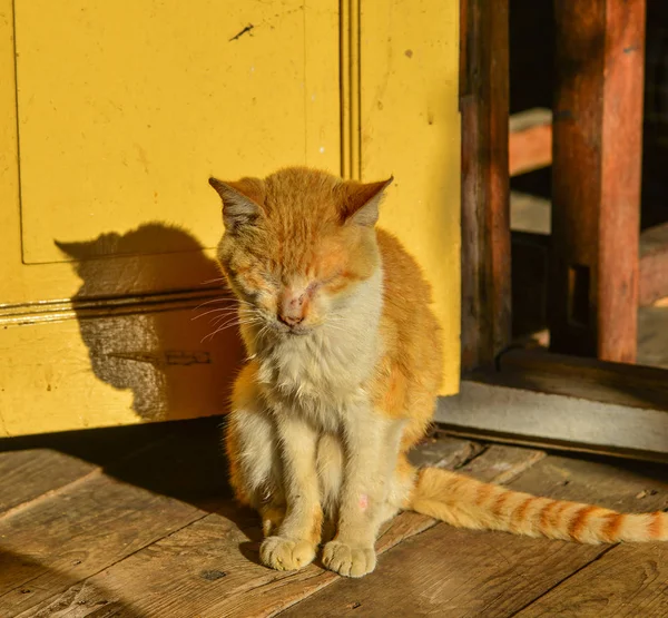 시골 집에서 고양이 — 스톡 사진