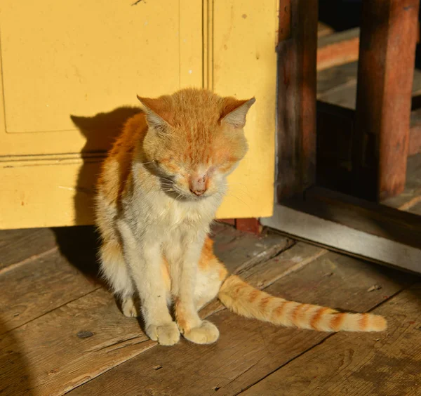 Un chat dans une maison rurale — Photo