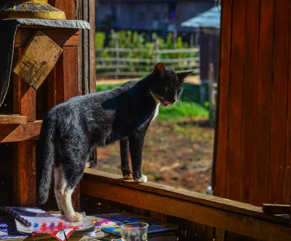 Un gato en casa rural — Foto de Stock