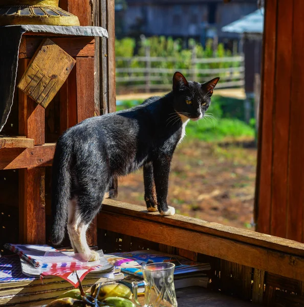 Un gato en casa rural — Foto de Stock