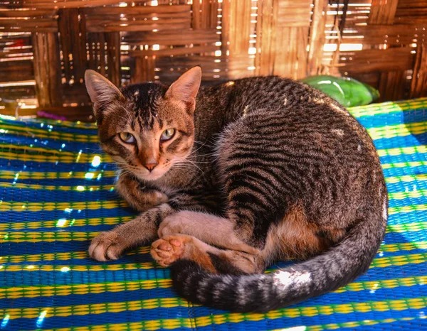 Un gato en casa rural —  Fotos de Stock