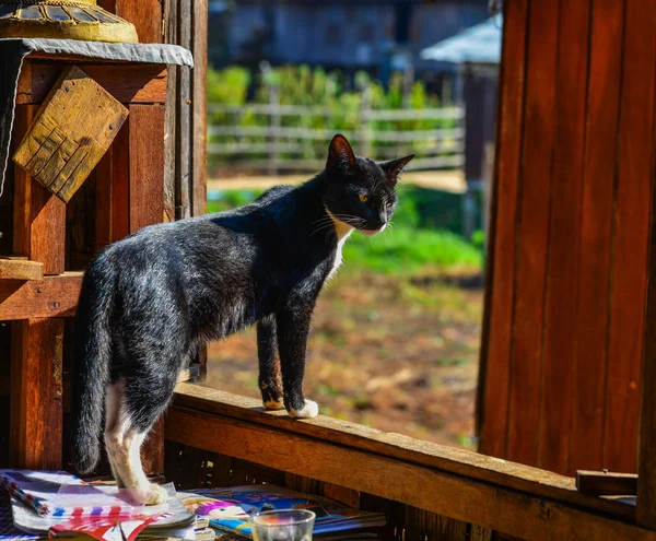 Um gato na casa rural — Fotografia de Stock