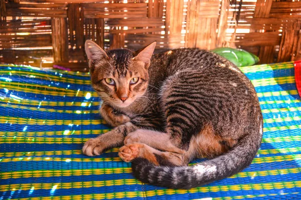 Un gato en casa rural — Foto de Stock