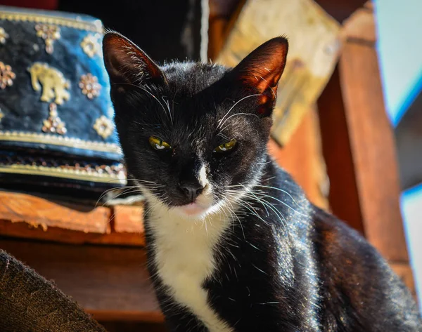 Un gato en casa rural — Foto de Stock