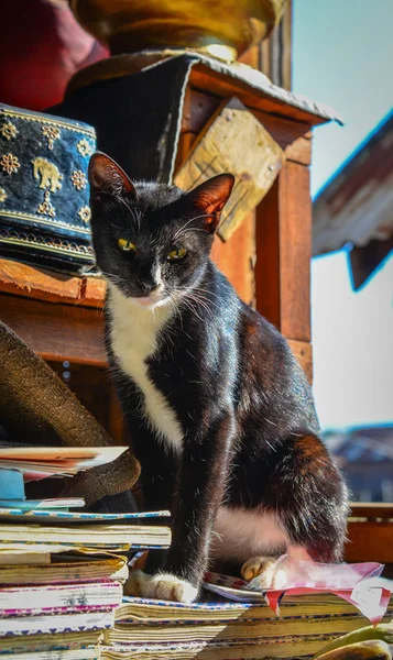 Кот в деревенском доме — стоковое фото