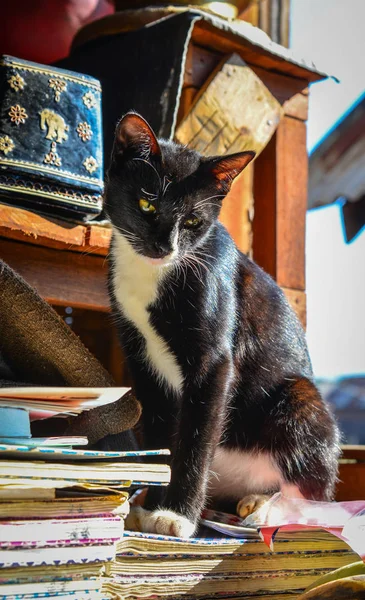 Un gato en casa rural — Foto de Stock