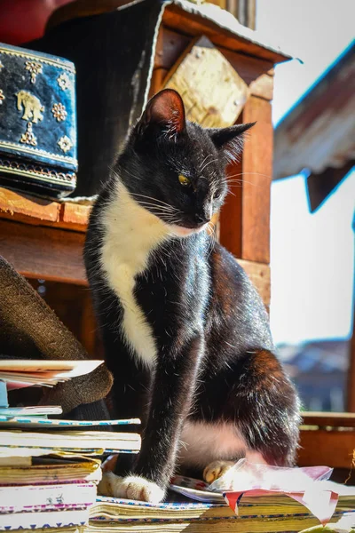 Кот в деревенском доме — стоковое фото