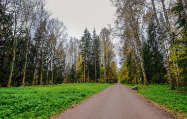 Saint Petersburg, Rusya'nın sonbahar park 