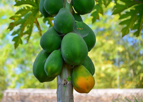 Papaya bomen en fruit in de tuin — Stockfoto