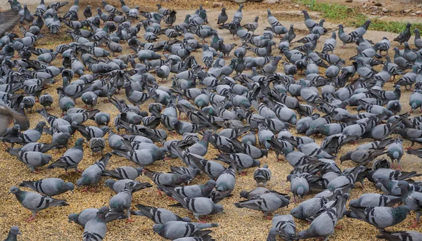 Flock of pigeons feeding on the town square — Stock Photo, Image